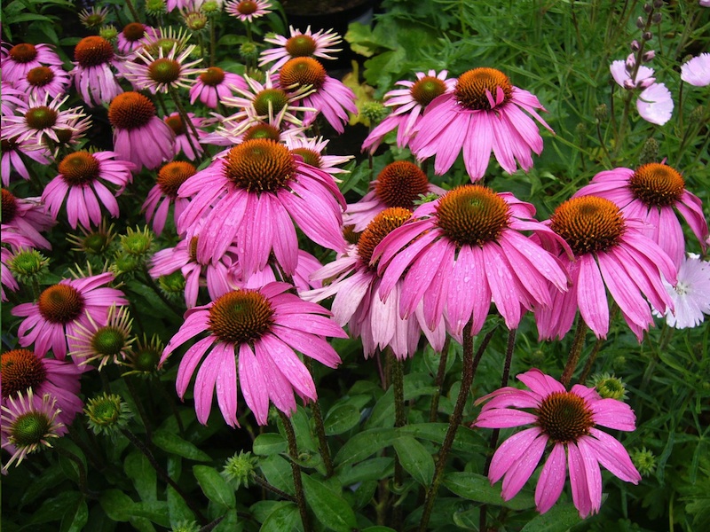 Echinacea Flowers.jpg